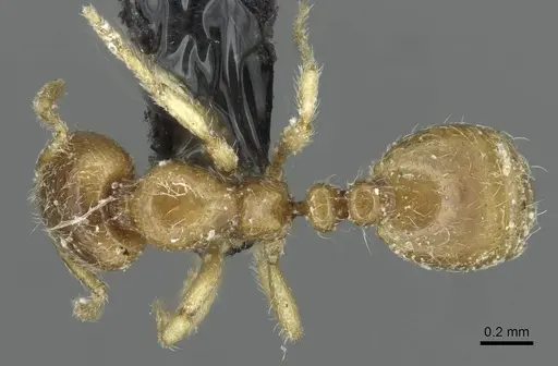 Solenopsis fugax specimen CASENT0913778 image casent0913778_1