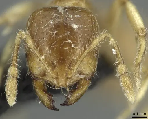 Solenopsis fugax specimen CASENT0913778 image casent0913778_2