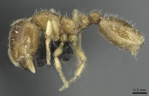 Solenopsis fugax specimen CASENT0913778 image casent0913778_3