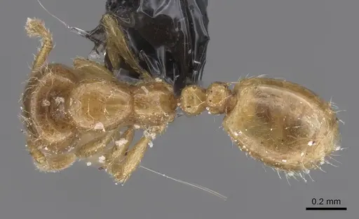 Solenopsis fugax specimen CASENT0913885 image casent0913885_1