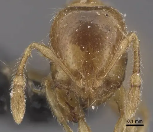 Solenopsis fugax specimen CASENT0913885 image casent0913885_2