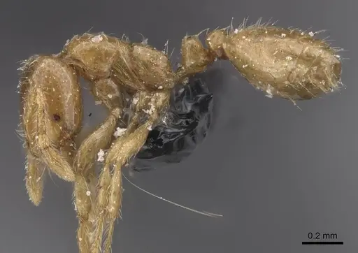 Solenopsis fugax specimen CASENT0913885 image casent0913885_3