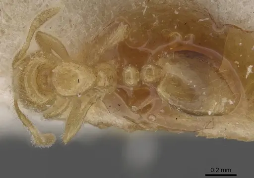 Solenopsis fugax specimen CASENT0913886 image casent0913886_1