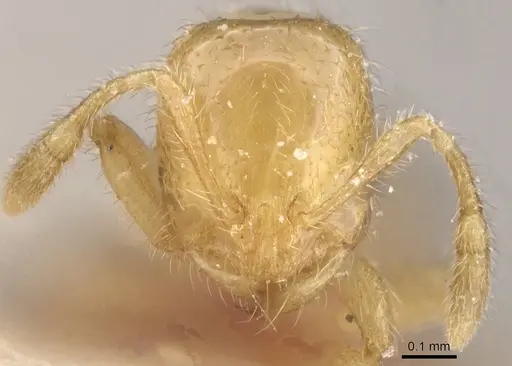 Solenopsis fugax specimen CASENT0913886 image casent0913886_2