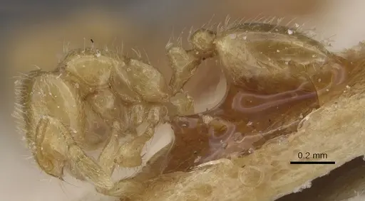 Solenopsis fugax specimen CASENT0913886 image casent0913886_3