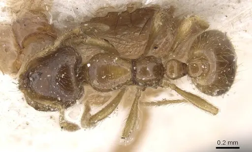 Solenopsis fugax specimen CASENT0913888 image casent0913888_1