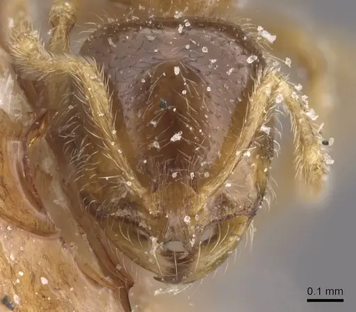 Solenopsis fugax specimen CASENT0913888 image casent0913888_2