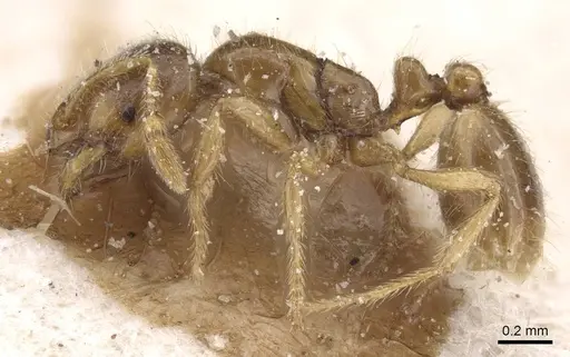 Solenopsis fugax specimen CASENT0913888 image casent0913888_3