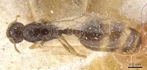 Solenopsis fugax specimen CASENT0913889 image casent0913889_1