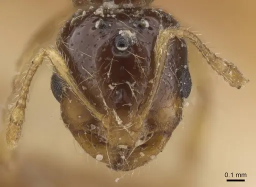 Solenopsis fugax specimen CASENT0913889 image casent0913889_2