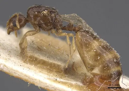 Solenopsis fugax specimen CASENT0913889 image casent0913889_3