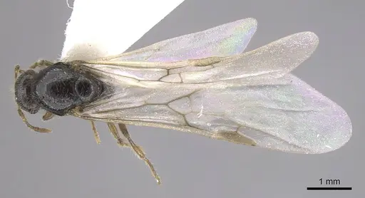 Solenopsis fugax specimen CASENT0915417 image casent0915417_1