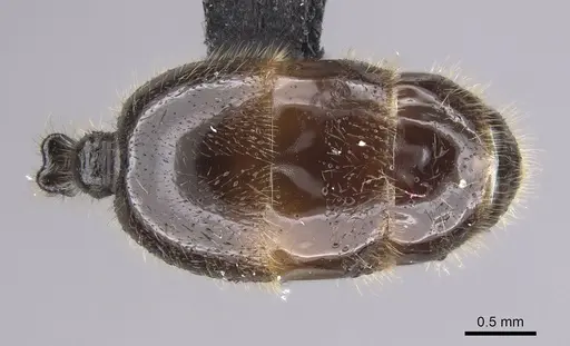 Solenopsis fugax specimen CASENT0915417 image casent0915417_2