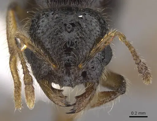 Solenopsis fugax specimen CASENT0915417 image casent0915417_3