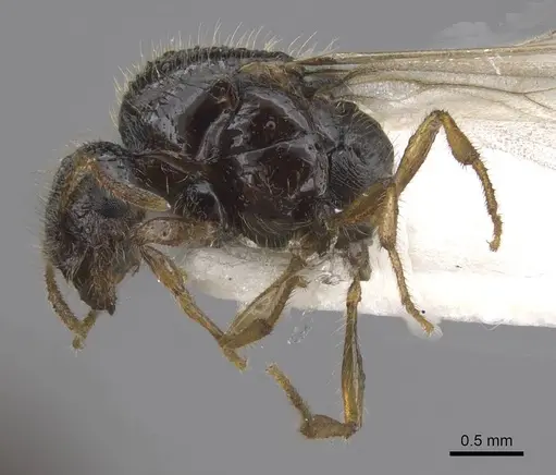 Solenopsis fugax specimen CASENT0915417 image casent0915417_4