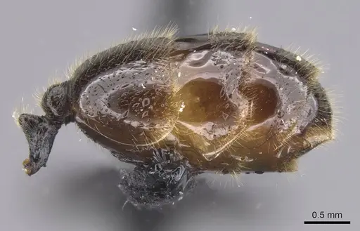Solenopsis fugax specimen CASENT0915417 image casent0915417_5