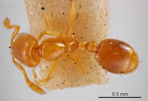 Solenopsis fusciventris specimen ANTWEB1008322 image antweb1008322_1