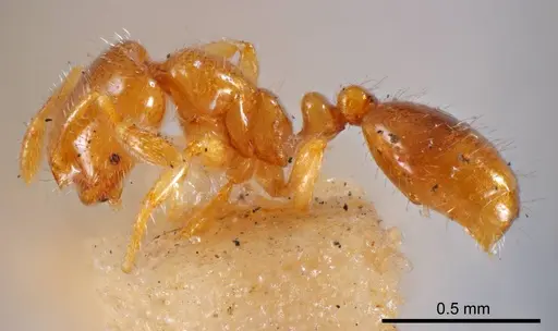 Solenopsis fusciventris specimen ANTWEB1008322 image antweb1008322_2