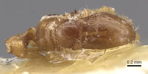 Solenopsis gallica specimen CASENT0913891 image casent0913891_1