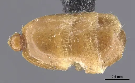 Solenopsis gallica specimen CASENT0913891 image casent0913891_2