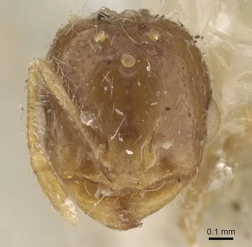 Solenopsis gallica specimen CASENT0913891 image casent0913891_3
