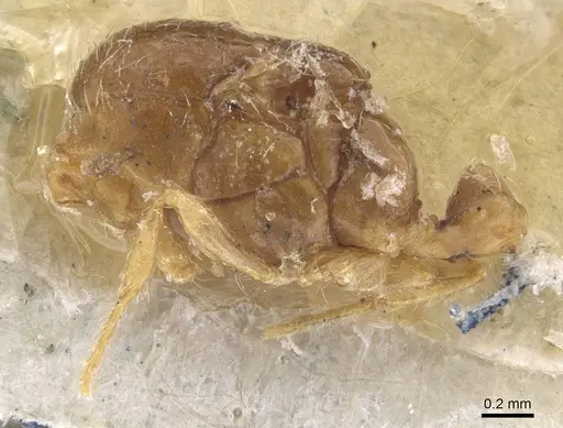 Solenopsis gallica specimen CASENT0913891 image casent0913891_4