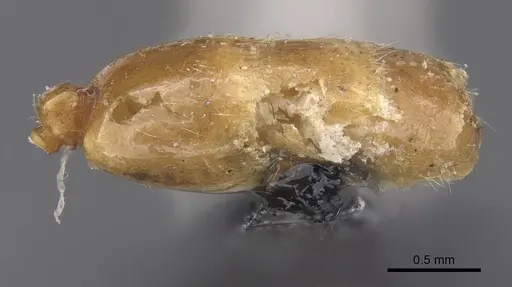 Solenopsis gallica specimen CASENT0913891 image casent0913891_5