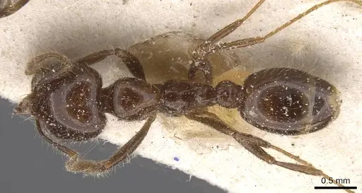 Solenopsis gayi specimen CASENT0913892 image casent0913892_1