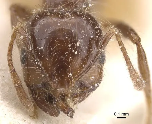 Solenopsis gayi specimen CASENT0913892 image casent0913892_2
