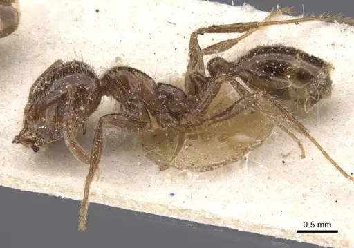 Solenopsis gayi specimen CASENT0913892 image casent0913892_3