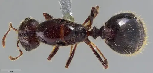 Solenopsis geminata specimen ANTWEB1060018 image antweb1060018_1
