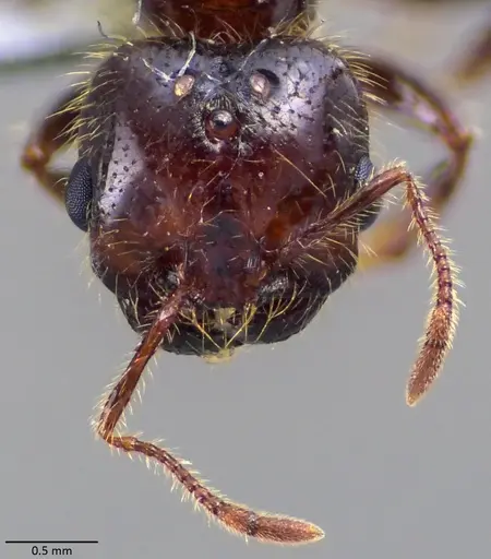 Solenopsis geminata specimen ANTWEB1060018 image antweb1060018_2
