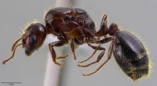 Solenopsis geminata specimen ANTWEB1060018 image antweb1060018_3