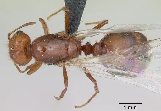 Solenopsis geminata specimen CASENT0055762 image casent0055762_1