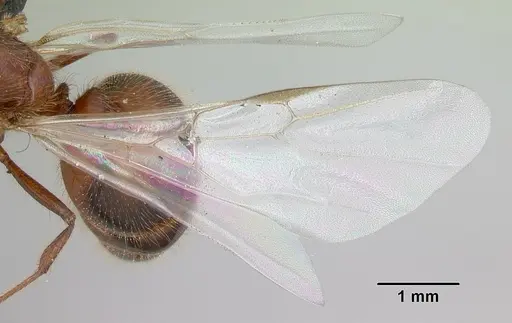 Solenopsis geminata specimen CASENT0055762 image casent0055762_2