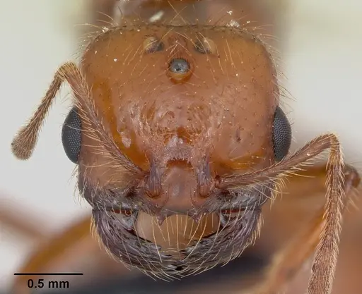 Solenopsis geminata specimen CASENT0055762 image casent0055762_3