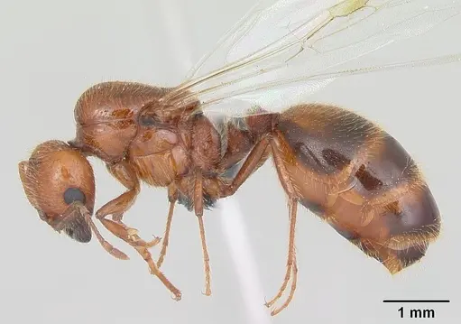 Solenopsis geminata specimen CASENT0055762 image casent0055762_4