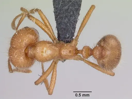 Solenopsis geminata specimen CASENT0063125 image casent0063125_1