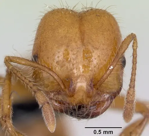 Solenopsis geminata specimen CASENT0063125 image casent0063125_2