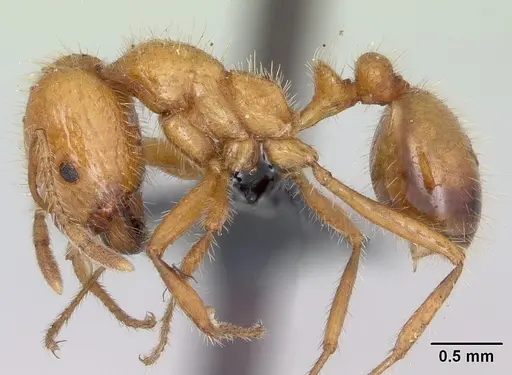 Solenopsis geminata specimen CASENT0063125 image casent0063125_3
