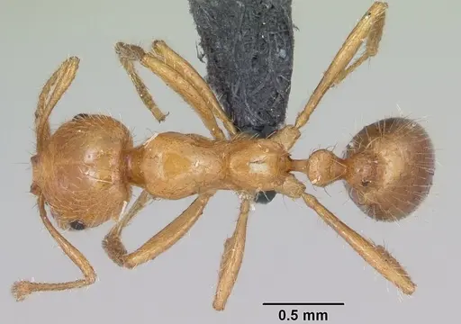 Solenopsis geminata specimen CASENT0063126 image casent0063126_1