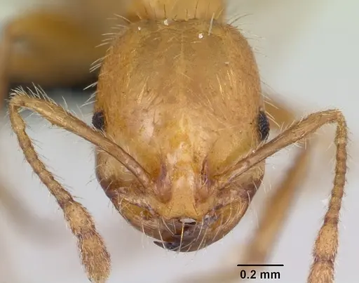 Solenopsis geminata specimen CASENT0063126 image casent0063126_2