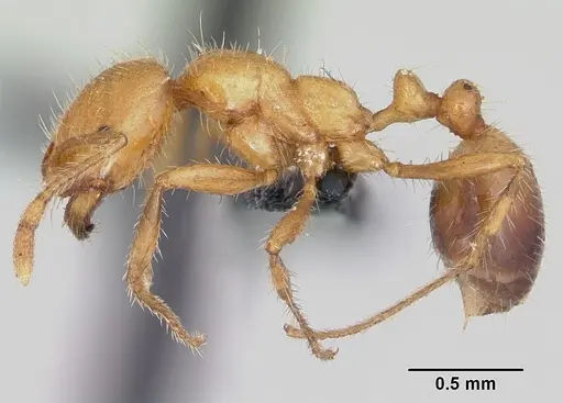 Solenopsis geminata specimen CASENT0063126 image casent0063126_3
