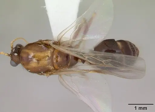 Solenopsis geminata specimen CASENT0100826 image casent0100826_1