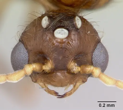 Solenopsis geminata specimen CASENT0100826 image casent0100826_2
