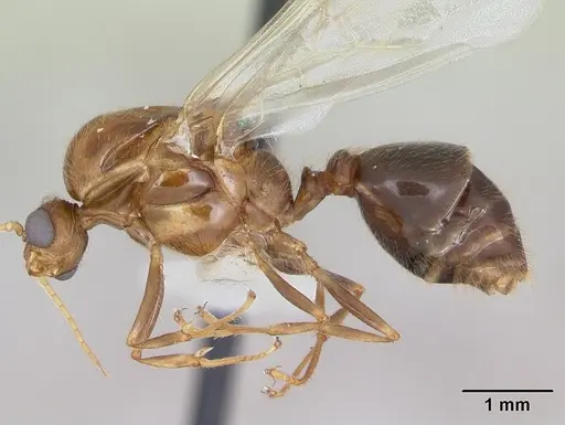 Solenopsis geminata specimen CASENT0100826 image casent0100826_3