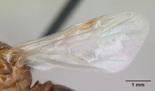 Solenopsis geminata specimen CASENT0100826 image casent0100826_4