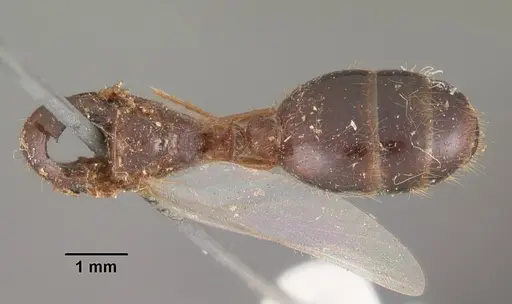 Solenopsis geminata specimen CASENT0102532 image casent0102532_1