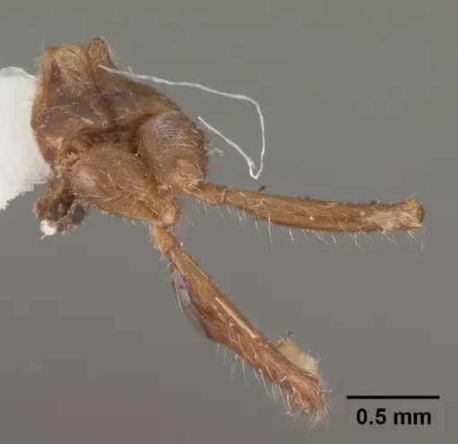 Solenopsis geminata specimen CASENT0102532 image casent0102532_2