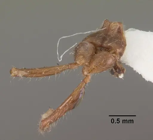 Solenopsis geminata specimen CASENT0102532 image casent0102532_3